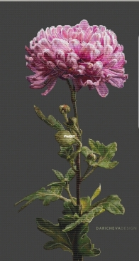 Daricheva Design - 0062 - Chrysanthemum by Anastasia Daricheva