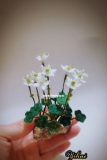 Asteropyrum peltatum