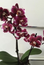 Orchids are my second hobby: Phal. Gaucho