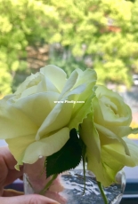 Yellow Rose