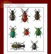 Beetle Collection by Jill Oxton from Jill Oxtons Cross Stitch 44 XSD