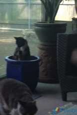 Snickers in a pot