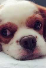 cute puppy