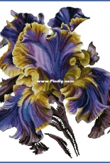 Night Tango Iris by Anna Kuznetsova XSD