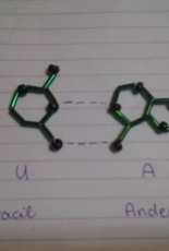 adenin-uracyl