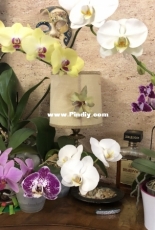 My blooming orchids!