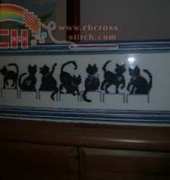my cats