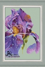 Purple Dawn Iris by Anna Kuznetsova