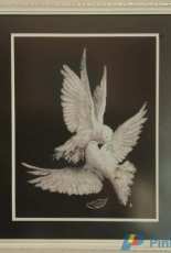 My pigeon. Golden fleece(Zolotoe Runo)