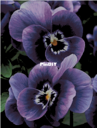 Yariskins Polychrome- ЯМ-023 Pancies by Irina Yakovleva XSD