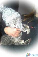 Kitty hooded clothing reflective yarn-knitting