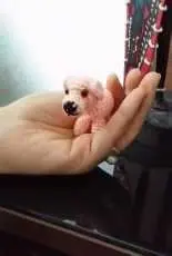 Miniatur dog