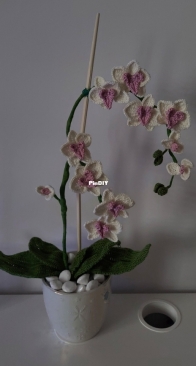 Orchid