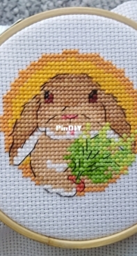 Rabbit Carrot