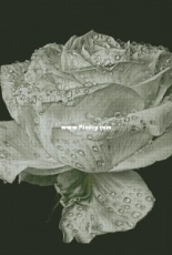 Chimera Morning Dew