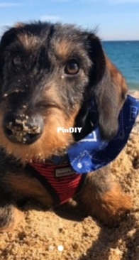 Jarvis the dachshund