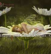 HAED HAERAET 8436 Daisy Fairy by Rachael Tallamy