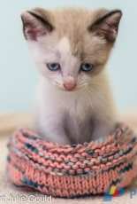 Shelter Kitten and Wildlife Cozy by Three Cats and a Dog-Free