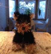 Emily My Yorkie