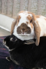 My rabbits.