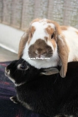 My rabbits.