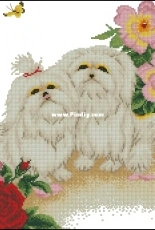 KEC D056 - Shih Tzu
