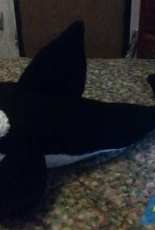 Orca