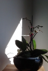 Orchids are my second hobby: Phal. Reykjavik (3 in 1)