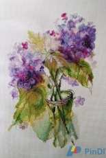 Inflorescences of Hydrangea/RTO