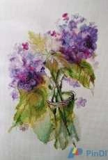 Inflorescences of Hydrangea/RTO