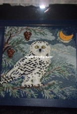 Snowy Owl from Mill Hill