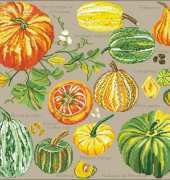 DFEA-Citrouilles & Cie 5158 tikvi