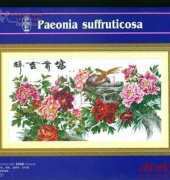 Dome 90301 Paeconia Suffruticosa