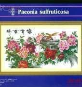 Dome 90301 Paeconia Suffruticosa