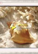 I Love Cross Stitch DG-004 Coral Shell IV