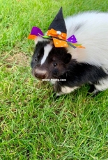 Stinkers 1st halloween!!!