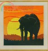 African wild life Elephant