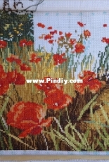 Poppy Blossom/DOME