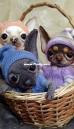 Lyudmila Lebedeva - Лебедевой Людмилы - Chihuahua Twins  - Близняшки Чихуашки - Russian