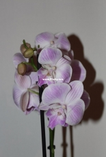 Orchids are my second hobby: Phal. no-named (big-lip)