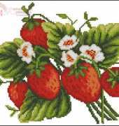 Nastunya 16 Strawberries