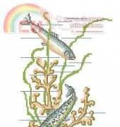 Eva Rosenstand 12-858 Trouts