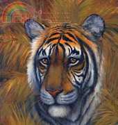 Arxinda - Tiger