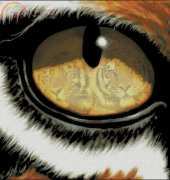 Cross my Heart CSB258 Eye Of The Tiger