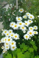 My flowers