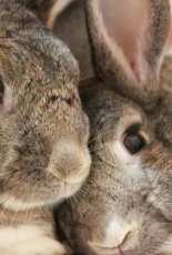 My Bunnies, Net Net & Jai Jai
