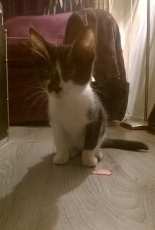 Socks the cat!