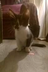 Socks the cat!