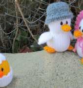 The duck family