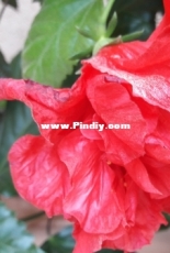 My hibiscus